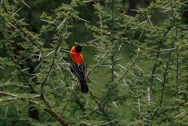 Kenia Safari: Nakuru-Mount Kenia-Samburu-Meru-7 Tage