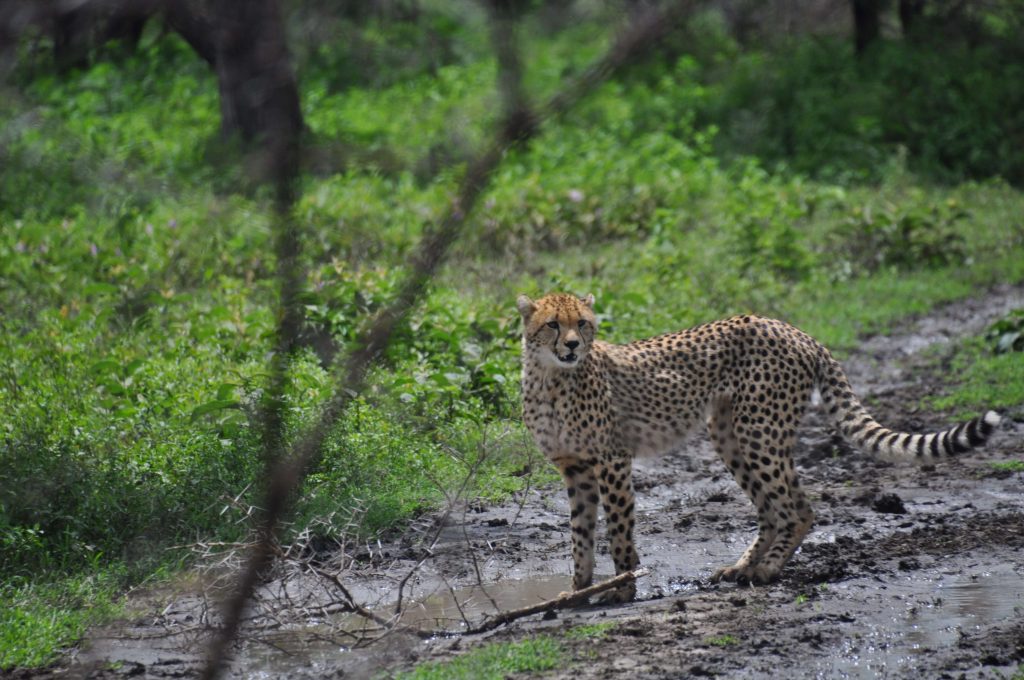 Serengeti National Park