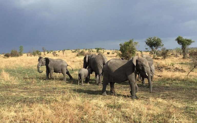 Kenia Safari: Samburu bis Masai Mara-7 Tage