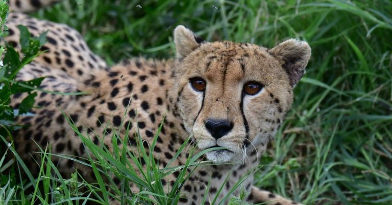 Masai Mara Lodge Safari ab Nairobi-3 Tage