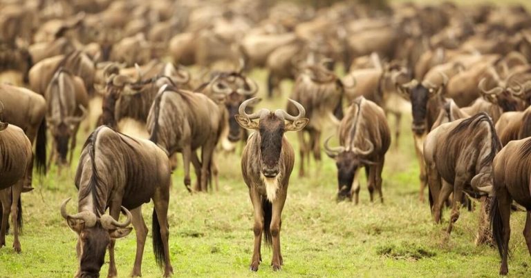 Kenia Safari: Aberdare- Lake Nakuru-Masai Mara-5 Tage