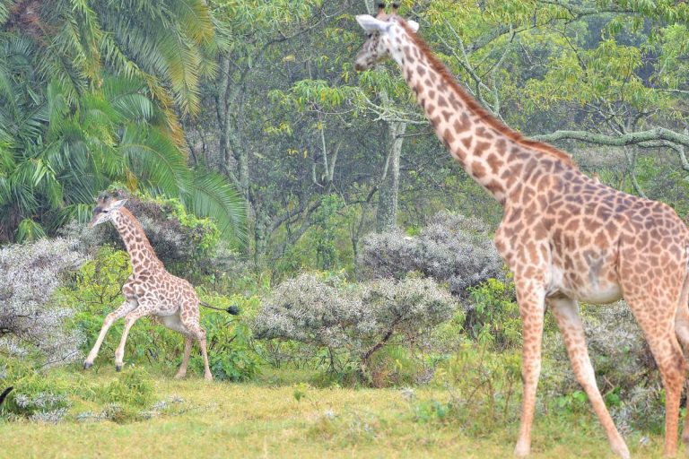 Superior Lodge Safari und Sansibar-14 Tage