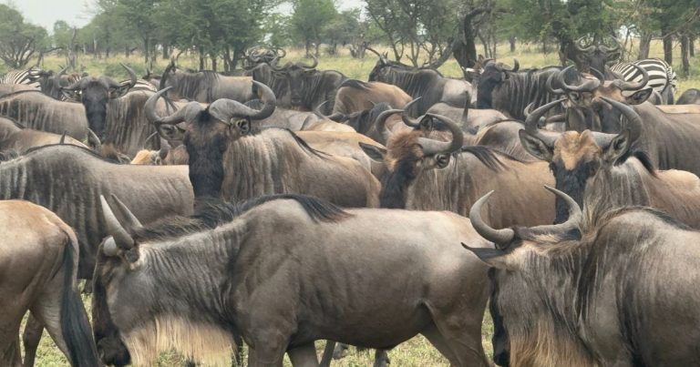Kenia Migration Safari-Lake Nakuru und Masai Mara-6 Tage