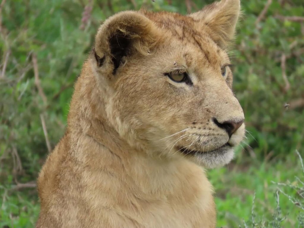 Tansania Classic Lodge Safari und Sansibar (14 Tage)