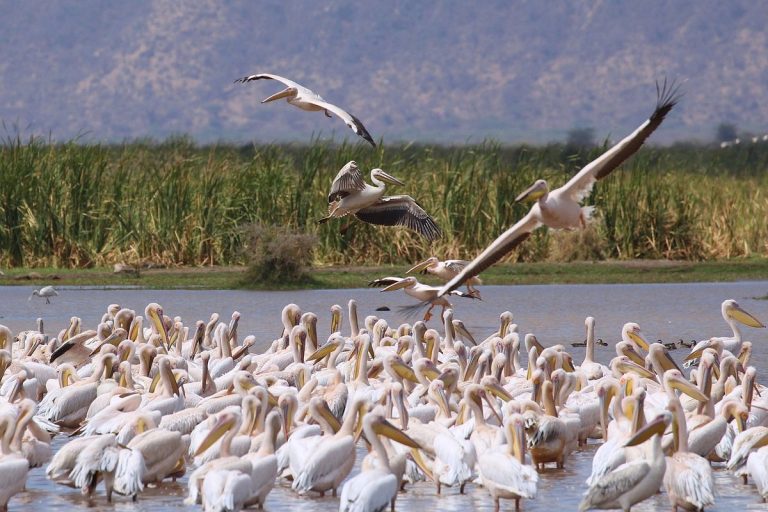 Great Serengeti Migration Experience-5 Tage