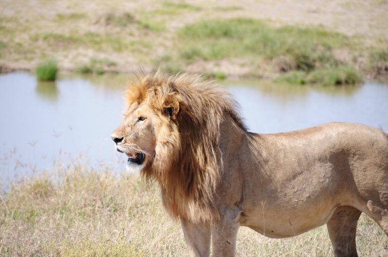 Tansania Suedparks Lodge Safari-10Tage
