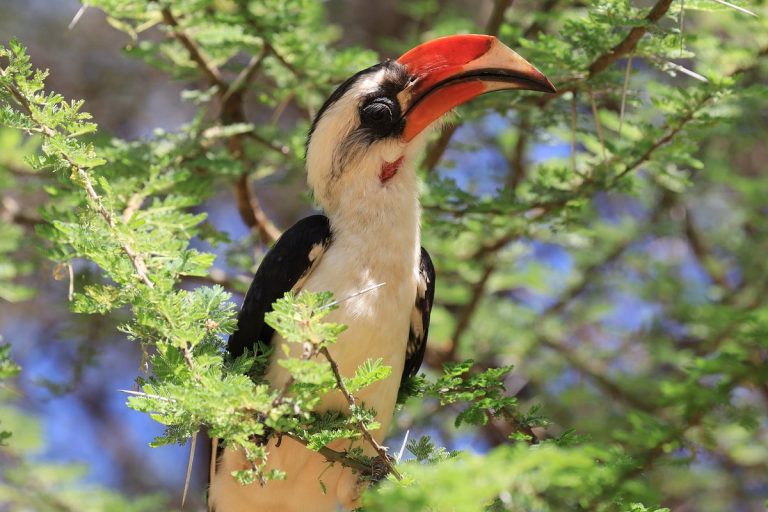 Kilimanjaro Machame Route – 3 Tage Lodge Safari und Sansibar-16 Tage