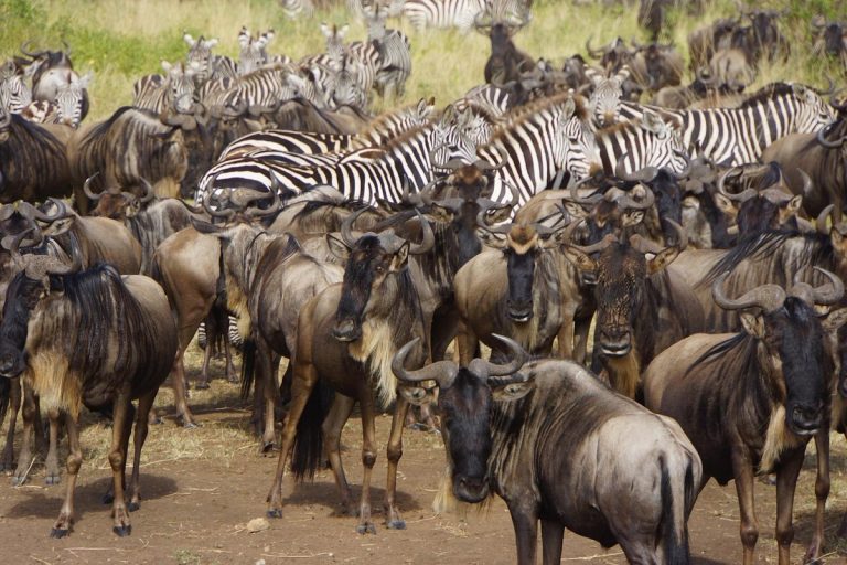 Migration Lodge Safari Kenia und Tansania -8 Tage