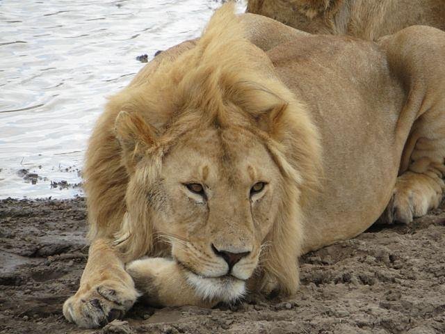 Safari por Uganda | Especial Fin de Año 2027 10 días