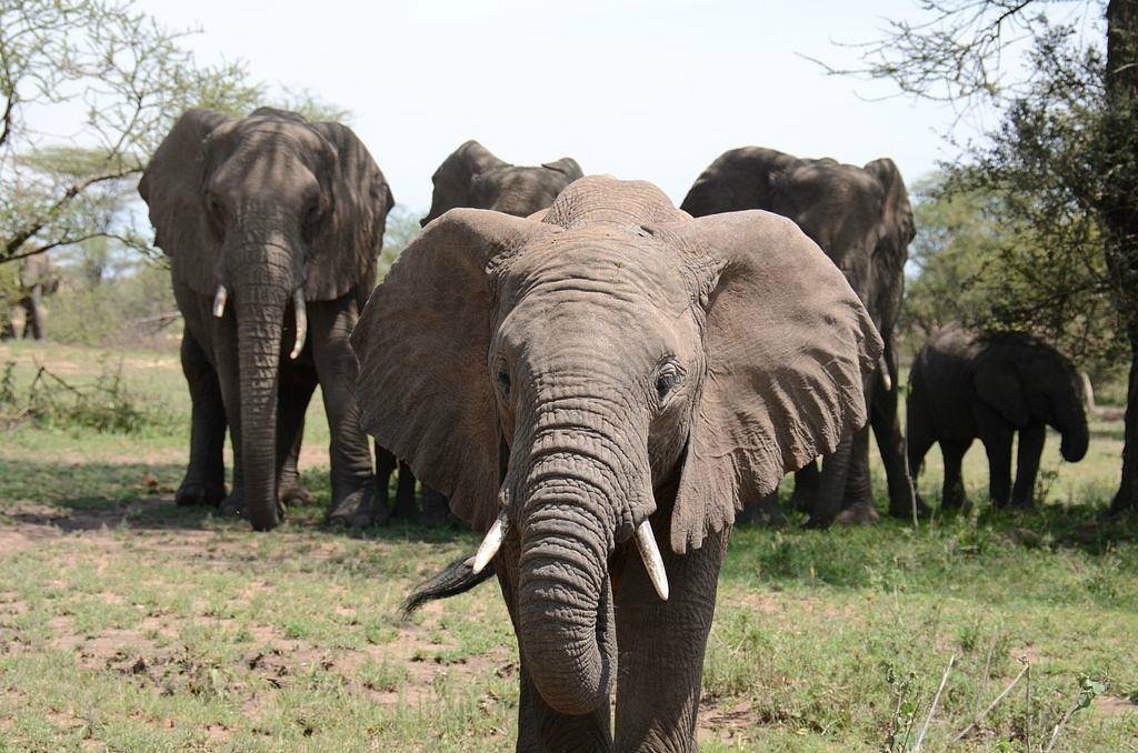 Excelencias de Tanzania: un viaje de lujo 8 días
