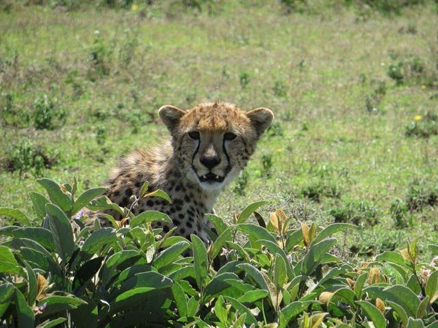 Lo mejor de Kenia 9 días