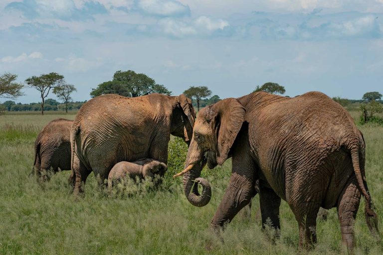 Parque nacional Ruaha