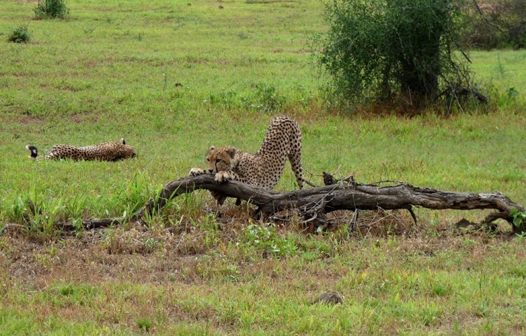 Fauna y flora