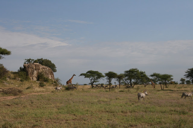 7 días Safari Garantizado en 4 x 4