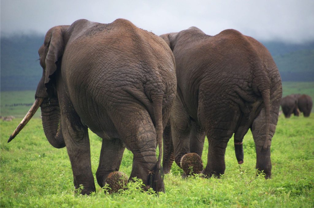 Safari Tembo 9 días