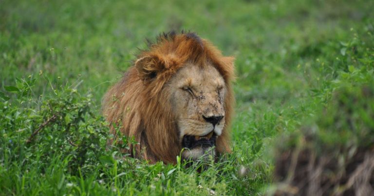 Área de conservación del cráter Ngorongoro
