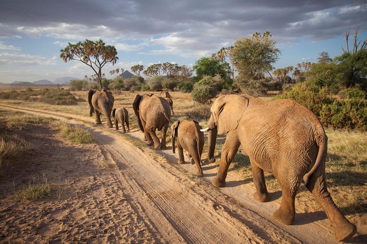 Reserva nacional de Selous