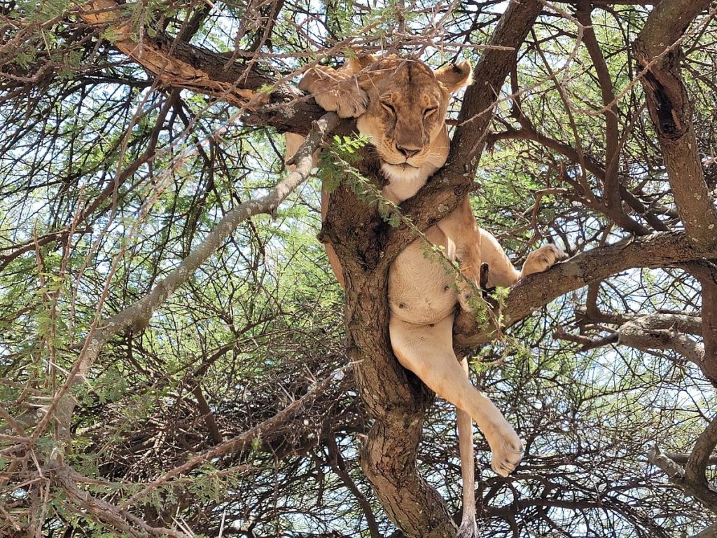 Tanzania Salvaje – Fauna y Naturaleza en 8 Días