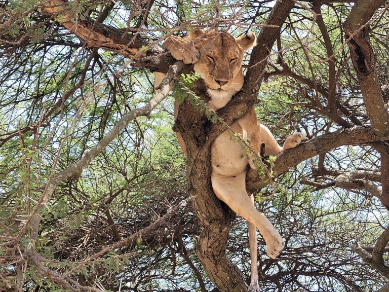 Tanzania Salvaje – Fauna y Naturaleza en 8 Días