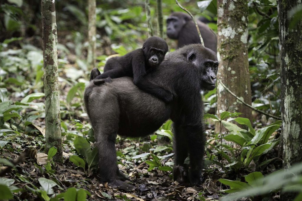 Uganda: aventura por el Nilo 13 días Garantizado