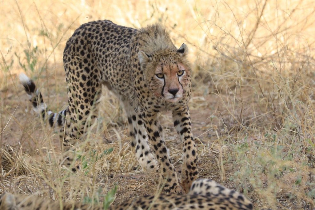 Tanzania y Kenia 11 días