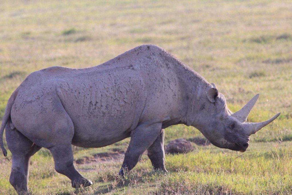 Tanzania Salvaje: Una Escapada Inolvidable 5 Días