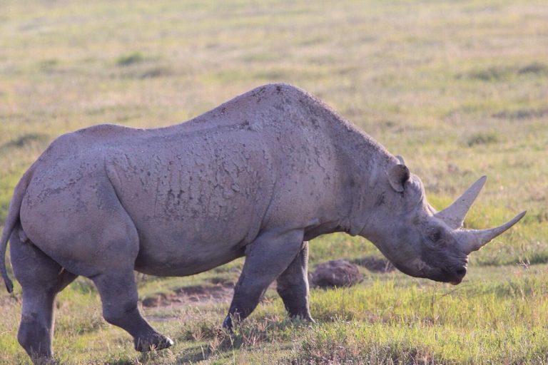 Tanzania Salvaje: Una Escapada Inolvidable 5 Días
