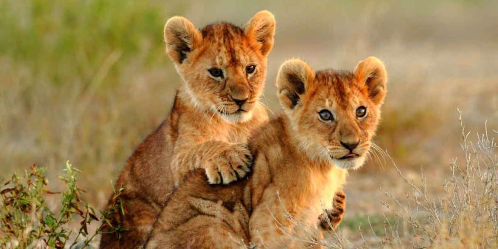 Parque nacional Serengeti