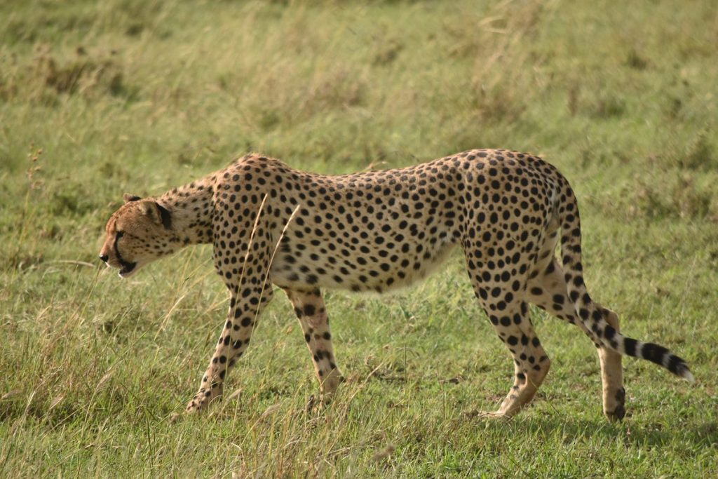 Tanzania: Fauna y Naturaleza 8 días