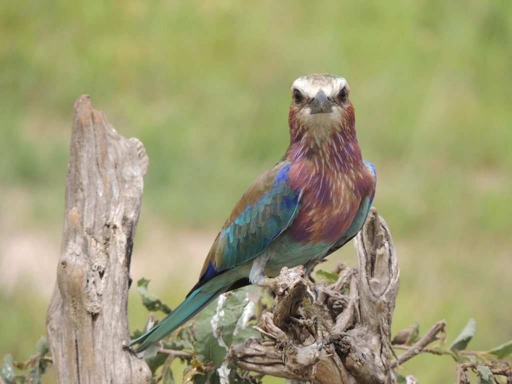 Parque nacional Lago Manyara