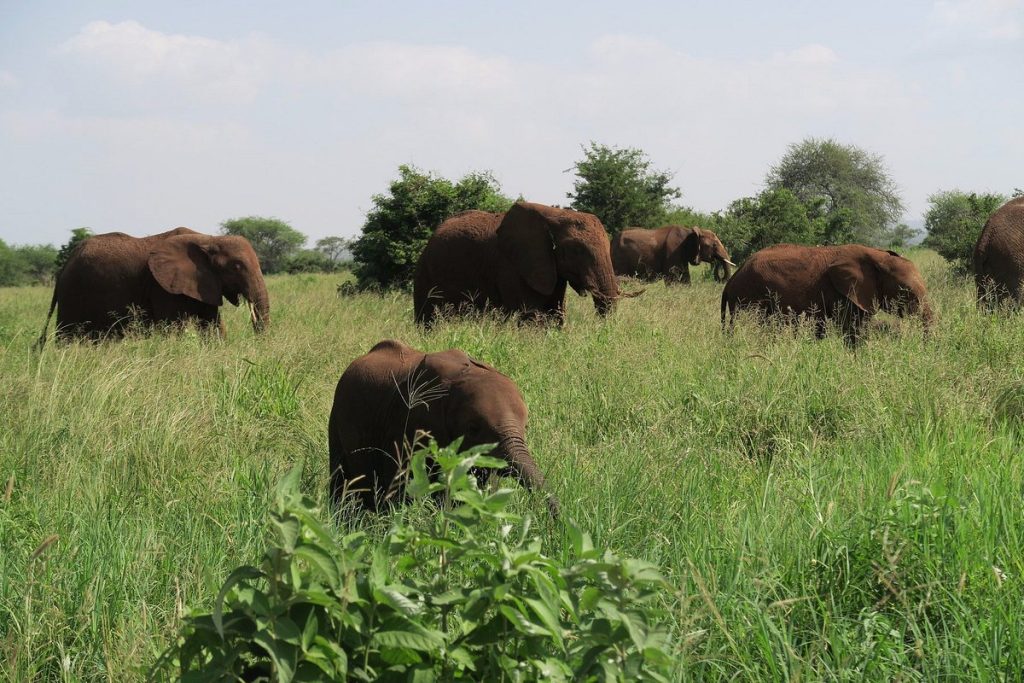 Parque nacional Tarangire