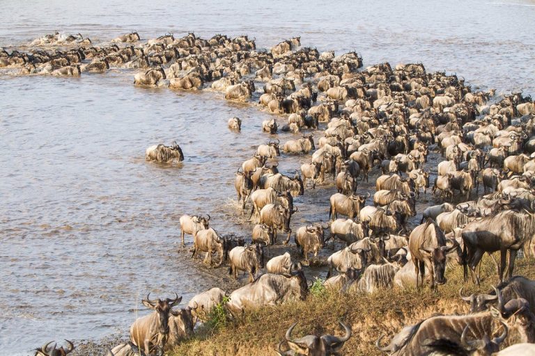 Africa apasionante: un Viaje a Tanzania y Kenia 15 días
