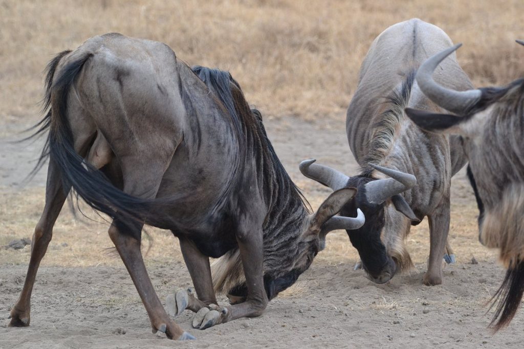 Bellezas de Kenia en Safari 9 días