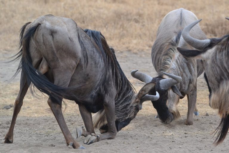 Bellezas de Kenia en Safari 9 días