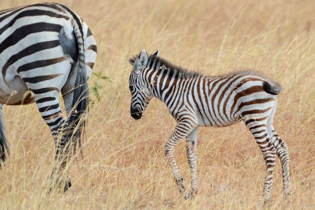 Viaje a Kenia con Safaris Inolvidables en "Privado" 7 días