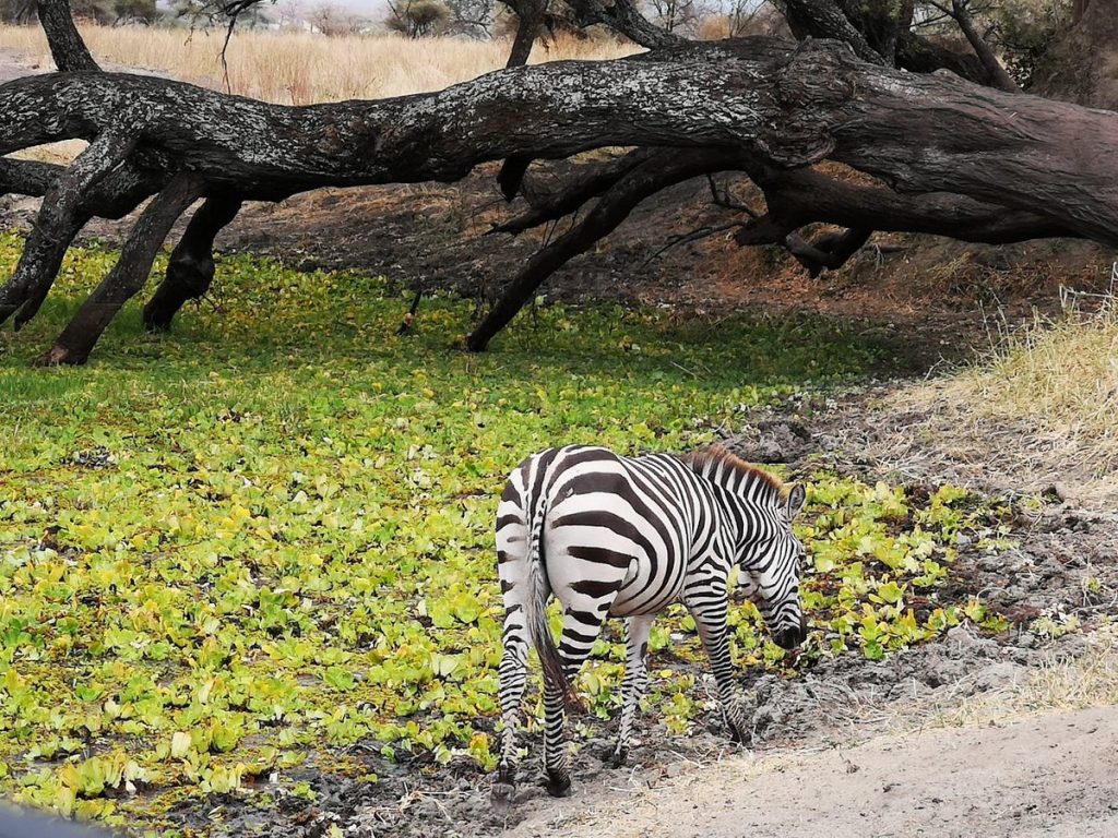 Viaje a Kenia y Zanzibar 11 días