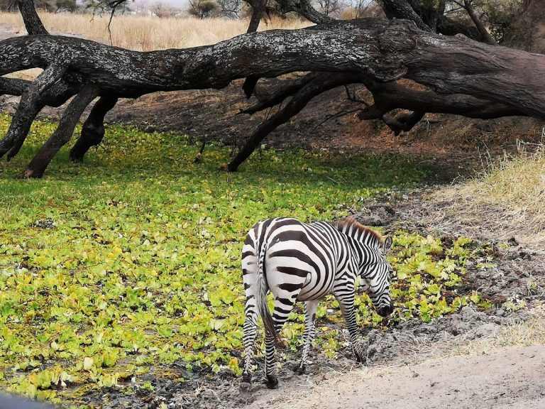 Viaje a Kenia y Zanzibar 11 días