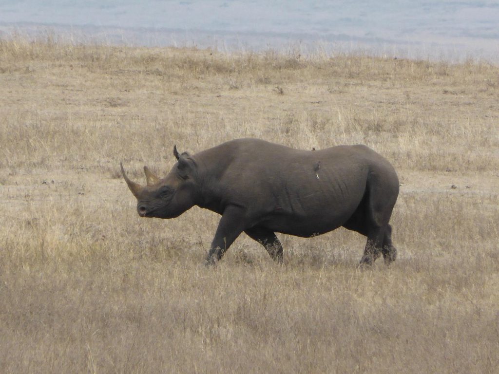 Ngorongoro, el cráter del edén en Tanzania
