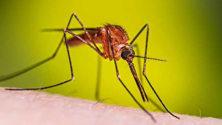 Mosquitos