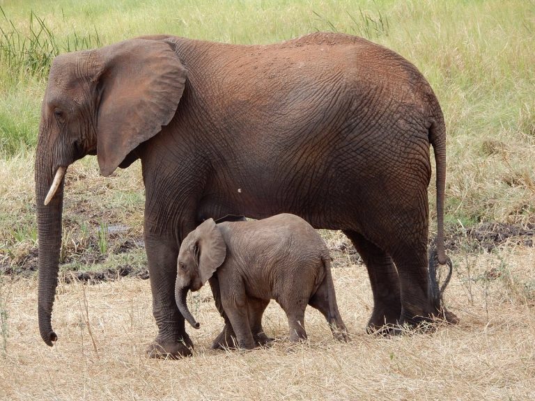Selous, una de las mayores reservas de fauna del mundo