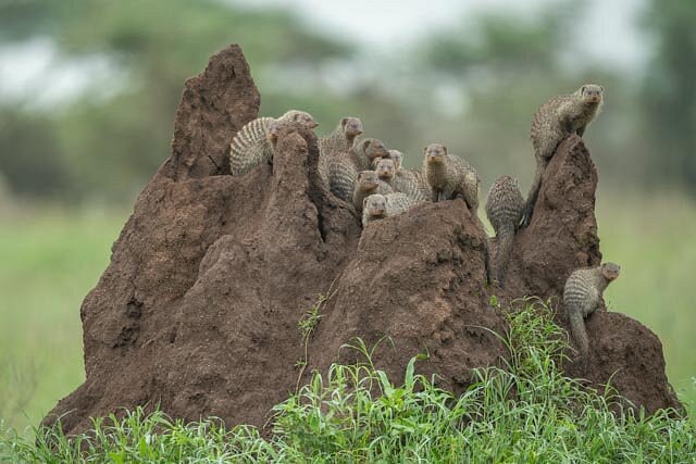 Safari Cultural y de Fauna por Tanzania – 11 días