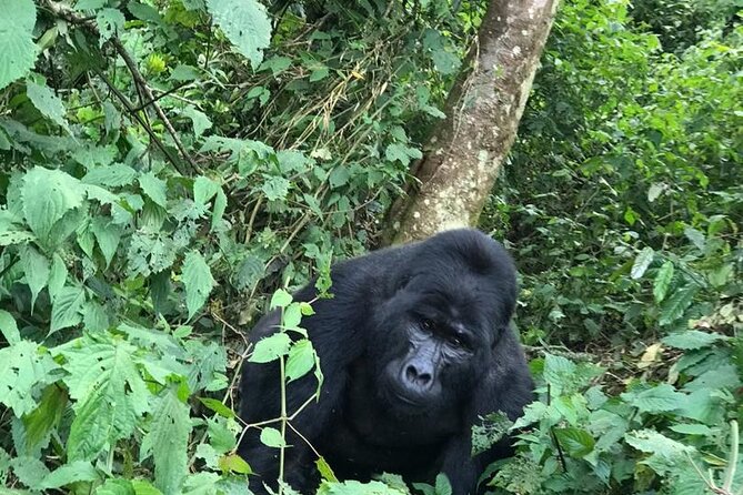 Viaje a Uganda. Guia de viaje a Uganda y Recomendaciones