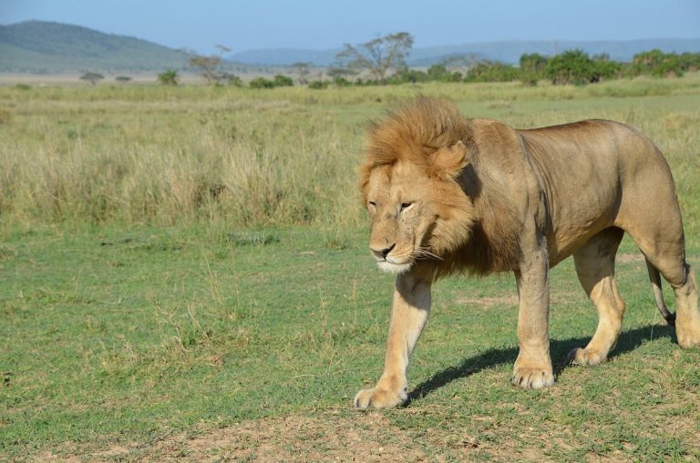 Kenia Esencial – 11 días