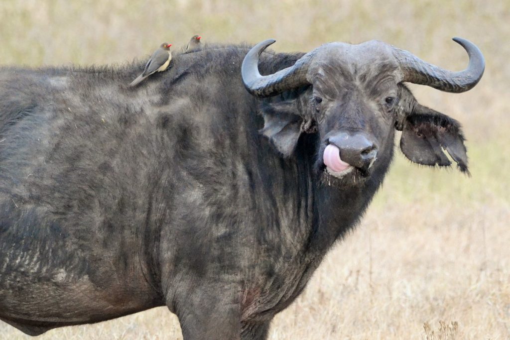 Kenia y Tanzania Explorer – 12 días