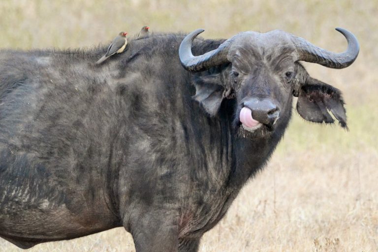 Kenia y Tanzania Explorer – 12 días