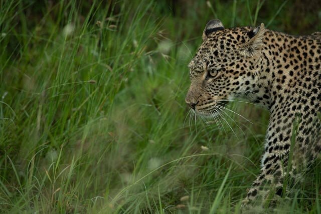 Safari Tanzania Auténtica – 11 días