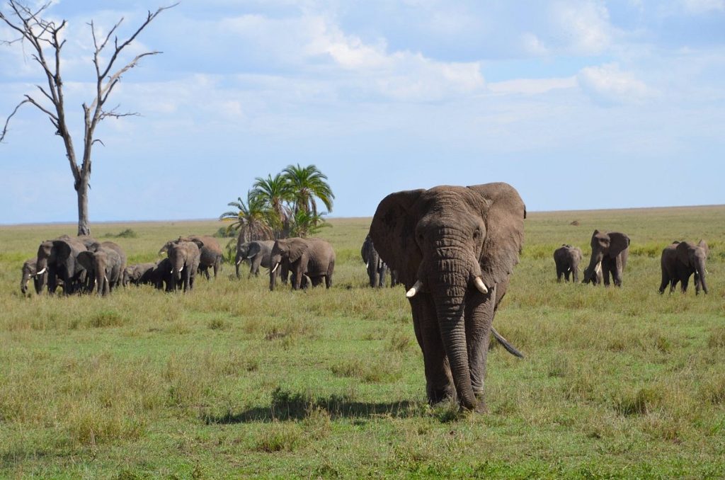 Contrastes de Kenia – 13 días