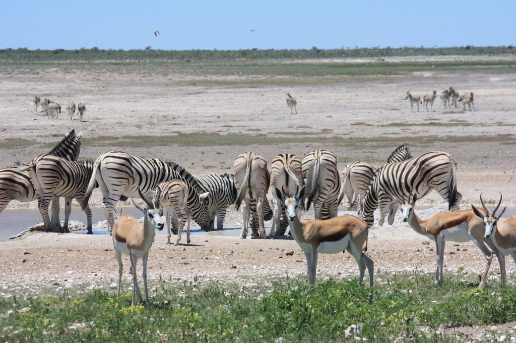 Ngorongoro, el cráter del edén en Tanzania
