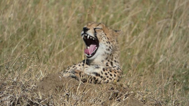 Esencia de Kenia: De Nairobi al Masái Mara – 9 días