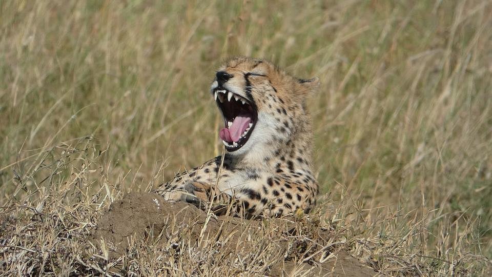 Esencia de Kenia: De Nairobi al Masái Mara – 9 días